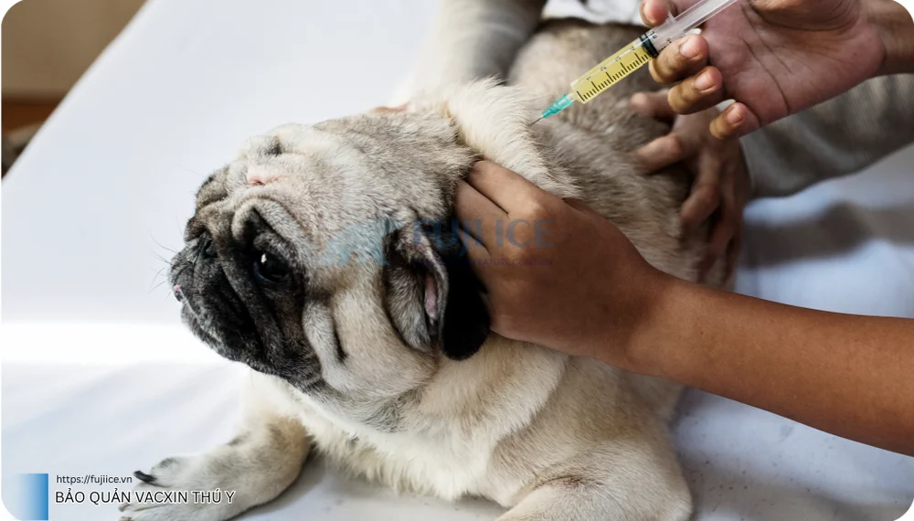 bảo quản vacxin thú y