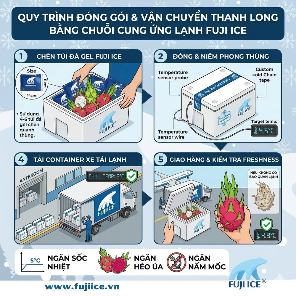 Quy trình đóng gói và vận chuyển thanh long bằng chuỗi cung ứng lạnh Fujiice