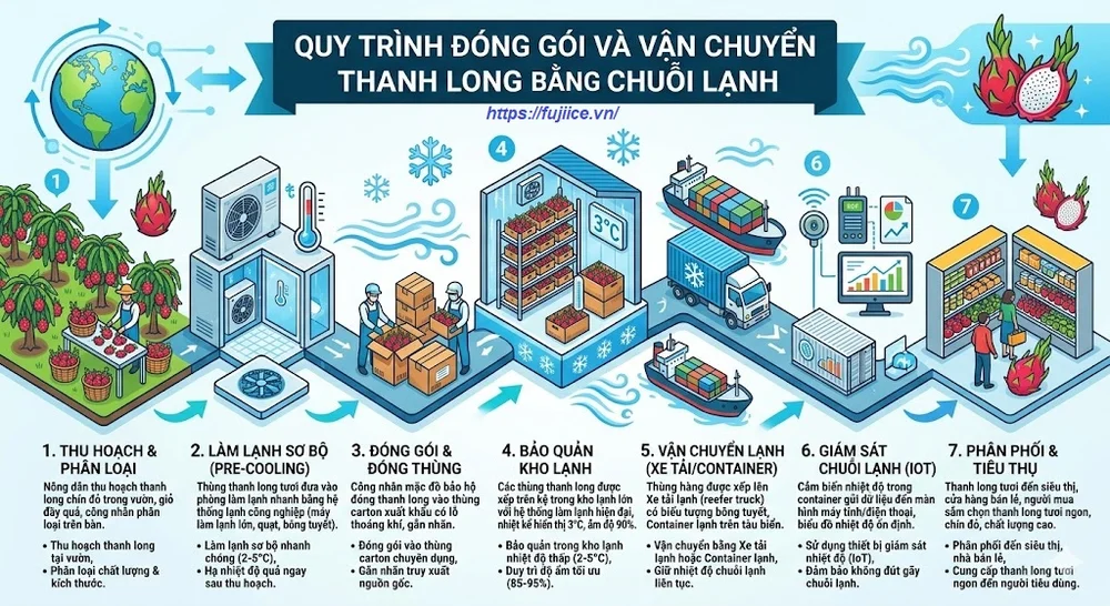Quy trình đóng gói và vận chuyển thanh long bằng chuỗi lạnh