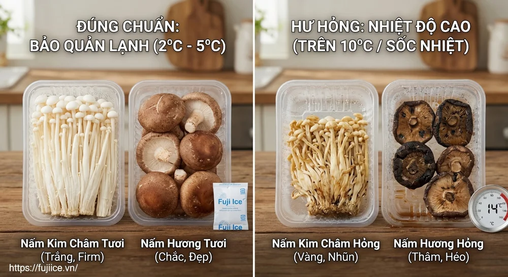 Kho Lạnh Bảo Quản Nấm: Tiêu Chuẩn Kỹ Thuật & Giải Pháp Chống Sốc Nhiệt Từ Chuyên Gia 2 So sánh nấm được bảo quản lạnh đúng chuẩn và nấm bị hư hỏng do nhiệt độ cao