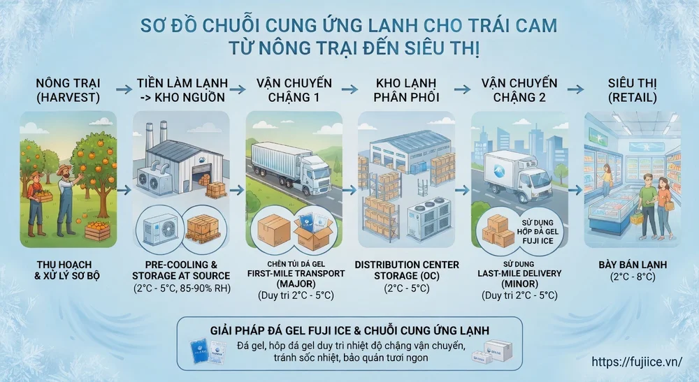 Kho Lạnh Bảo Quản Cam: Tiêu Chuẩn Kỹ Thuật & Giải Pháp Tối Ưu Chuỗi Cung Ứng 1 sơ đồ chuỗi cung ứng lạnh cho trái tram
